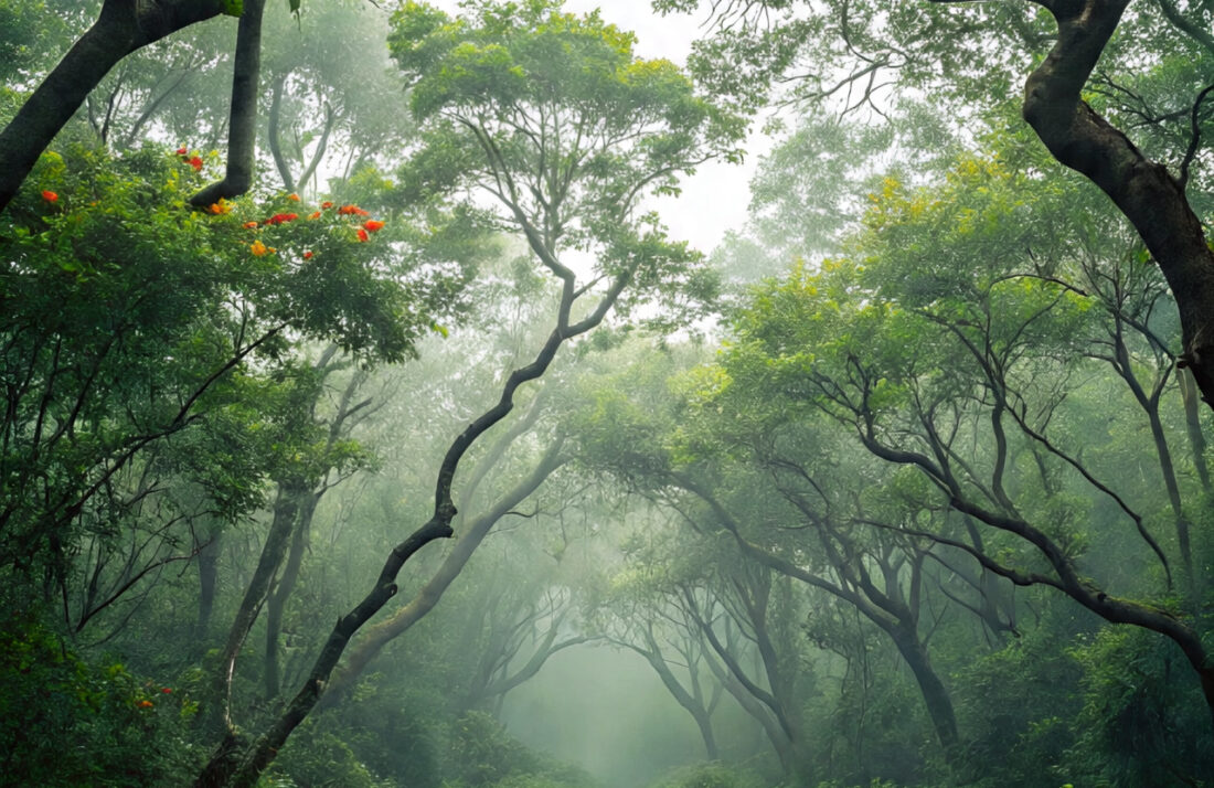 پھل دار درخت